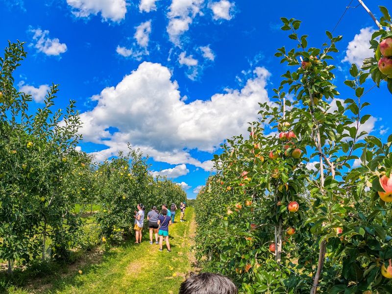 Pick Your Own Fresh Fruit