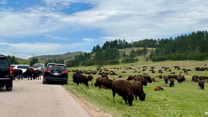 Bison Traffic Jams Are Real