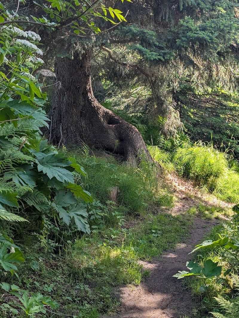 The Forest That Pulls You In Deep