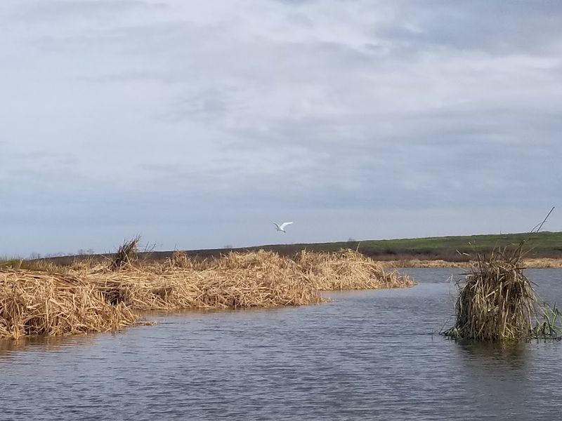Paddle The Bayous