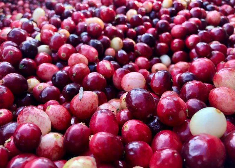 Nutritional Value And Uses Of Cranberries
