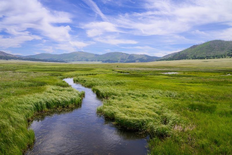 A Meadow That Makes You Question Reality