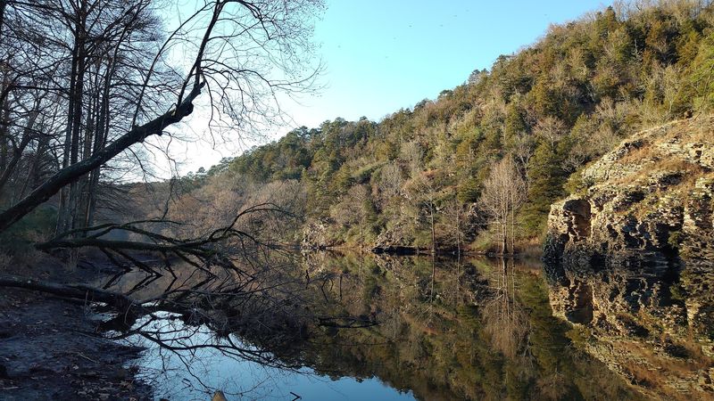 Rich Plant Diversity And Ecosystems