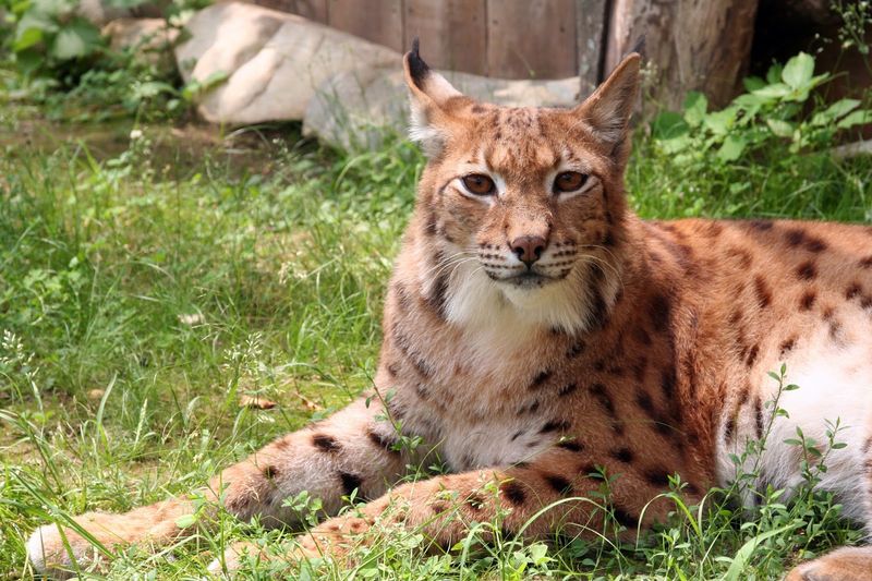 Animal Adventures Family Zoo & Rescue Center, Bolton