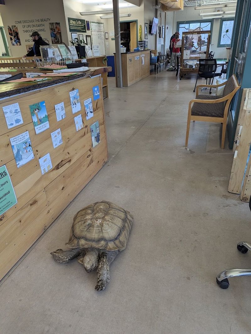New England Wildlife Center, Weymouth