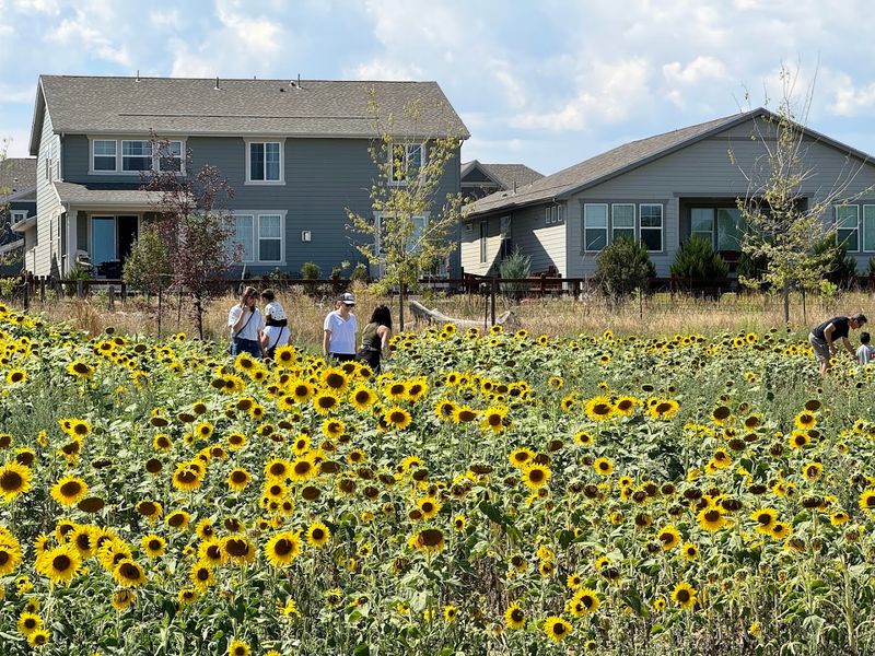Sunflowers Are Available By Donation Instead Of A Set Price