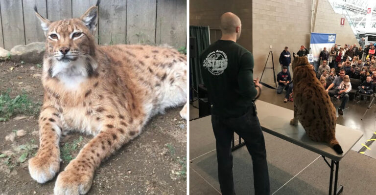 You Can Experience Wild Cat Feeding At This Family-Friendly Massachusetts Sanctuary
