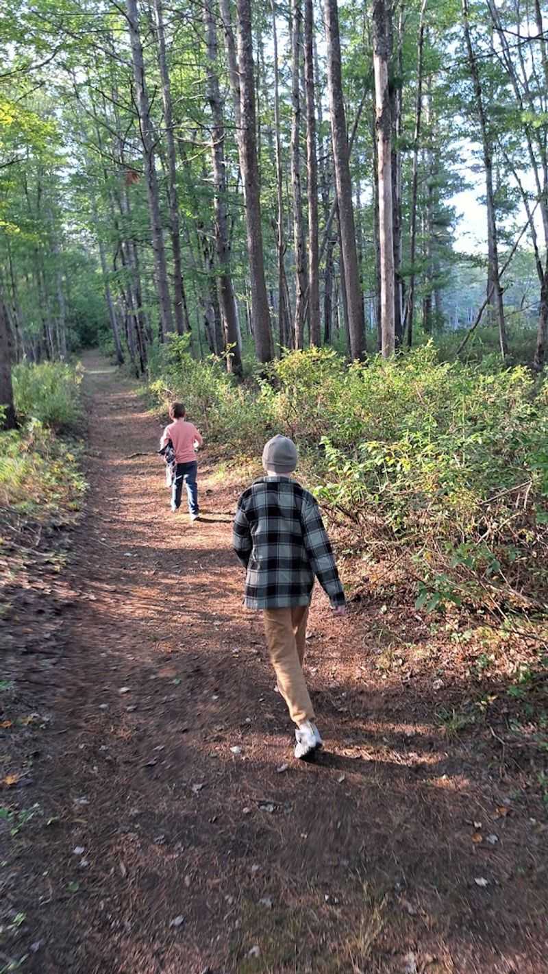 Woodland Paths And Whispered Histories