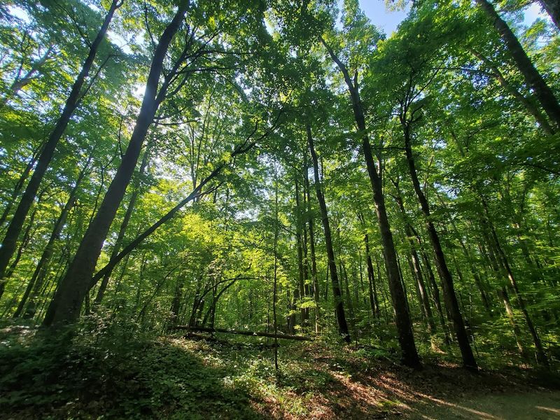 A Sanctuary Unveiled Without Cost