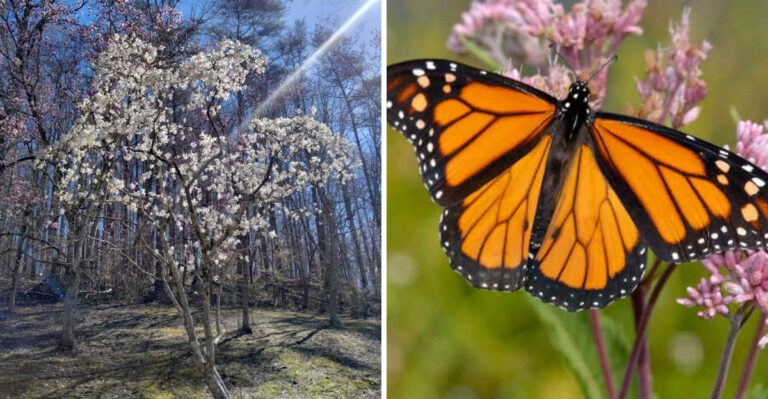 You’d Never Guess This Unforgettable Tennessee Arboretum Is Completely Free