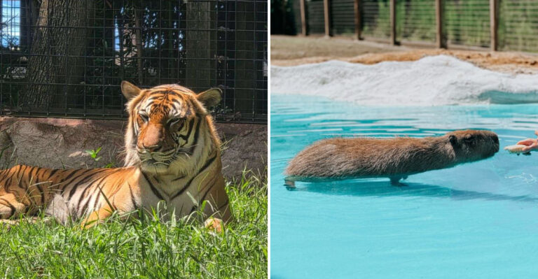 8 Mississippi Animal Parks Where You Can See Capybaras, Tigers, Hippopotamuses, And Alligators In Amazing Wildlife Encounters