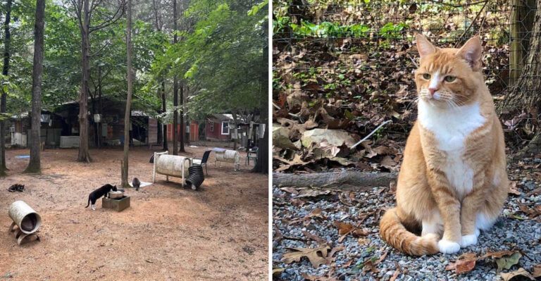 This North Carolina Cat Sanctuary Gives Rescues The Freedom They Never Had