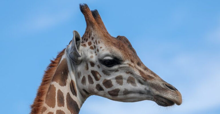 You Will Get Closer To Exotic Animals At This Texas Wildlife Park Than Expected