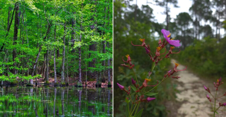 This 11.9-Mile Scenic Mississippi Route Follows A Historic Railroad Grade Through Pitcher Plant Savannas And Woodlands