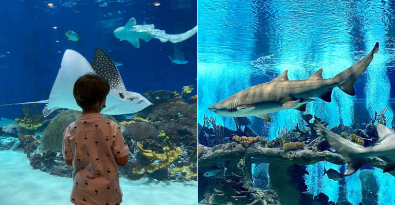 This Arizona Aquarium’s After Hours Event Is A Grown Up Night Out Like No Other