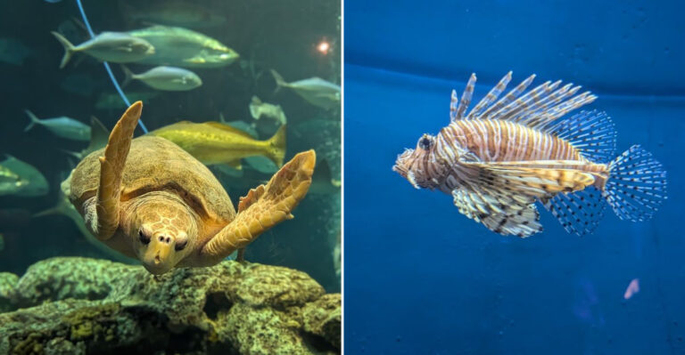 This South Carolina Aquarium Brings Ocean Adventures Without The Big Theme Park Prices