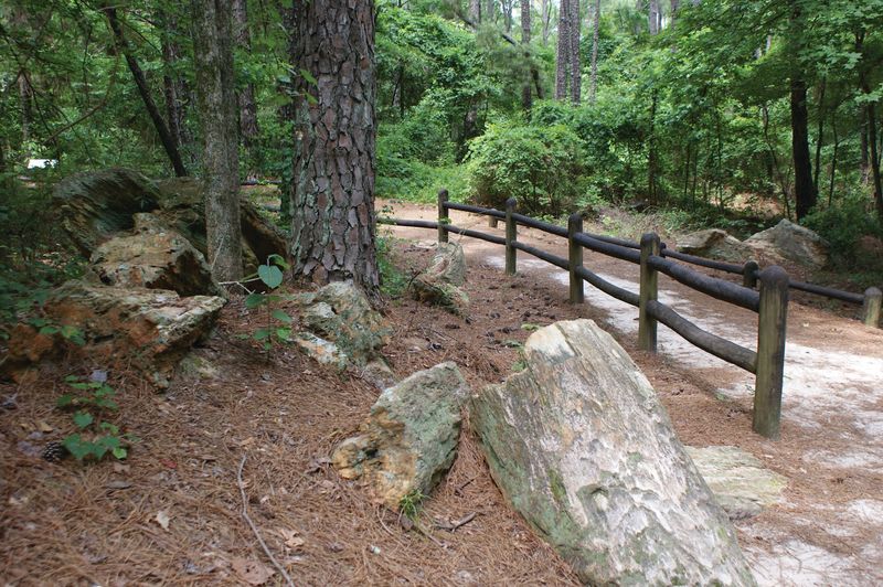Mississippi Petrified Forest - Flora