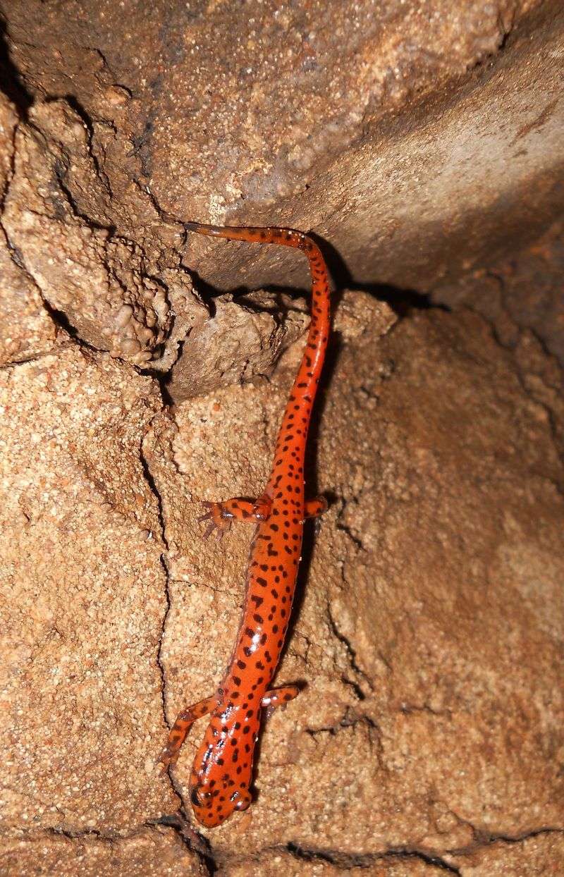 Cave Wildlife Encounters