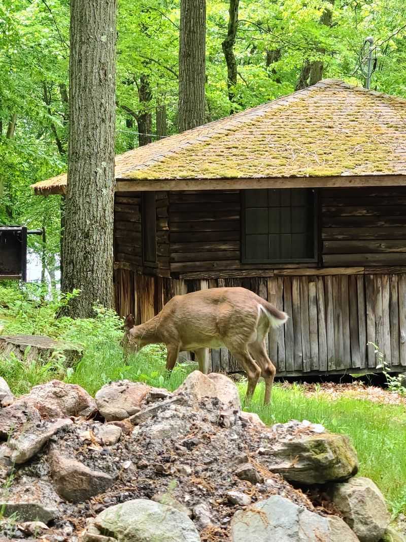 Baker Camp, Harriman State Park - Lake Sebago
