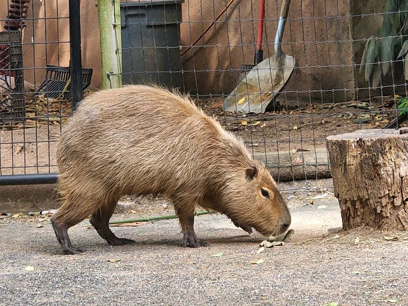 Staten Island Zoo