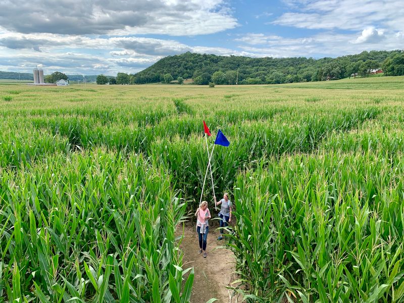 Treinen Farm Corn Maze And Pumpkin Patch Turns Getting Lost Into An Art Form