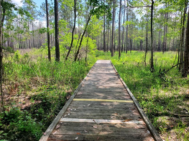 Coastal Plain Swamps (Southern Alabama)