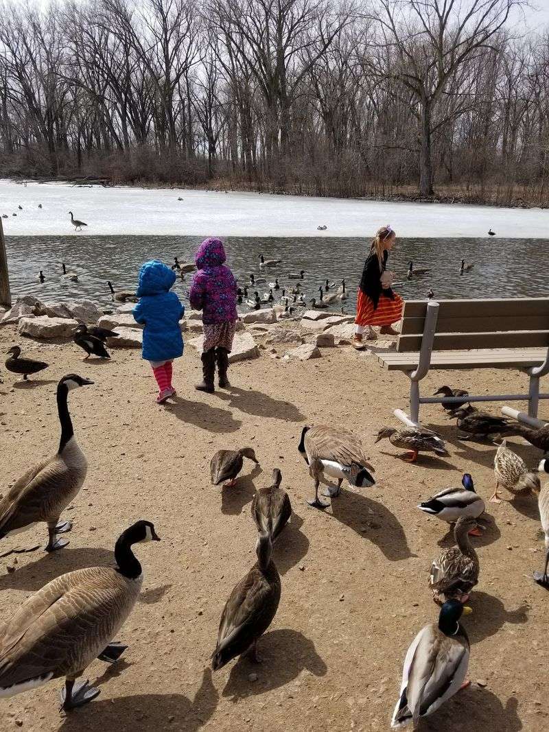 Feeding The Ducks And Geese Is The Main Event