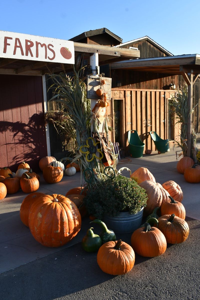 Hearts Of Gold Cantaloupe Steals The Show