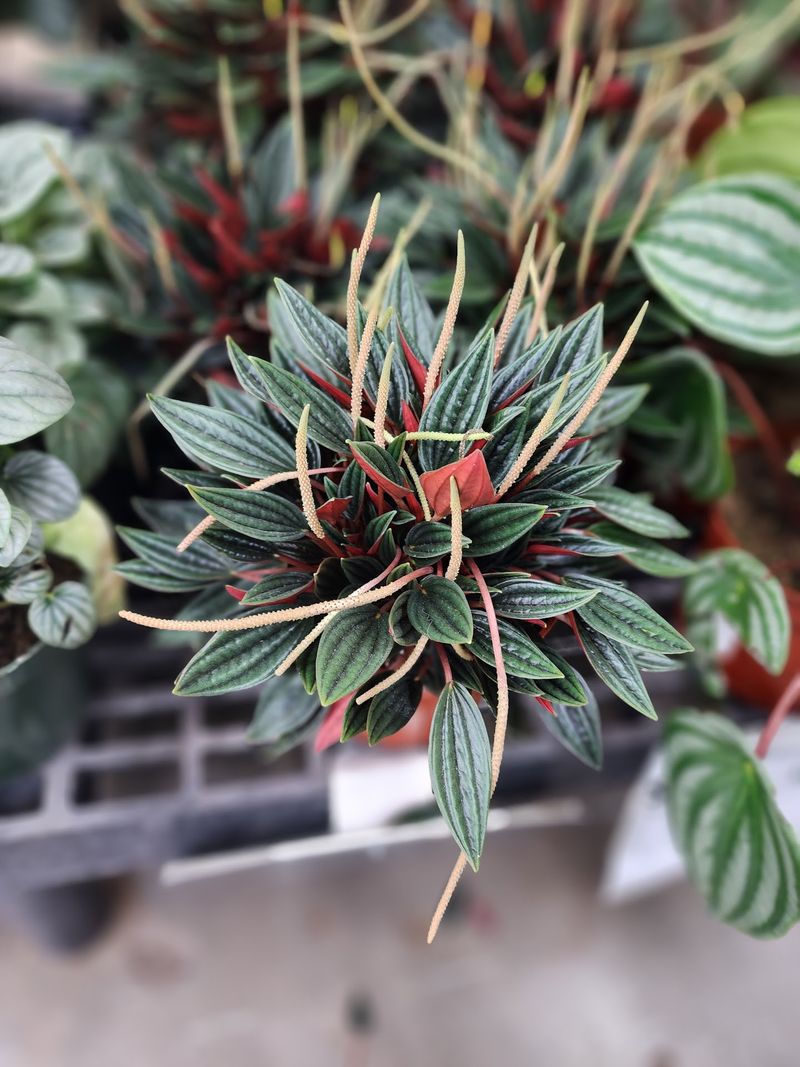 Seasonal Planting Tips For Nevada Gardeners