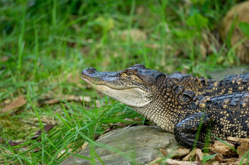 Meet The Hattiesburg Zoo Inside Kamper Park