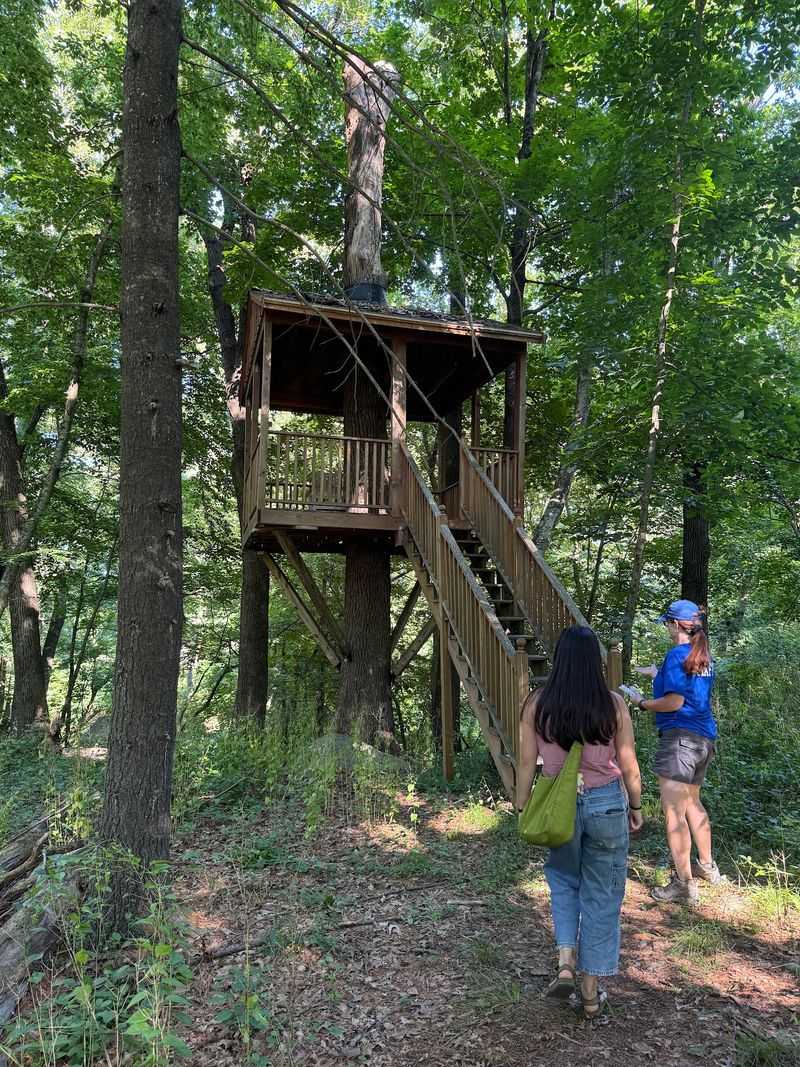 Wander The Forest Trails