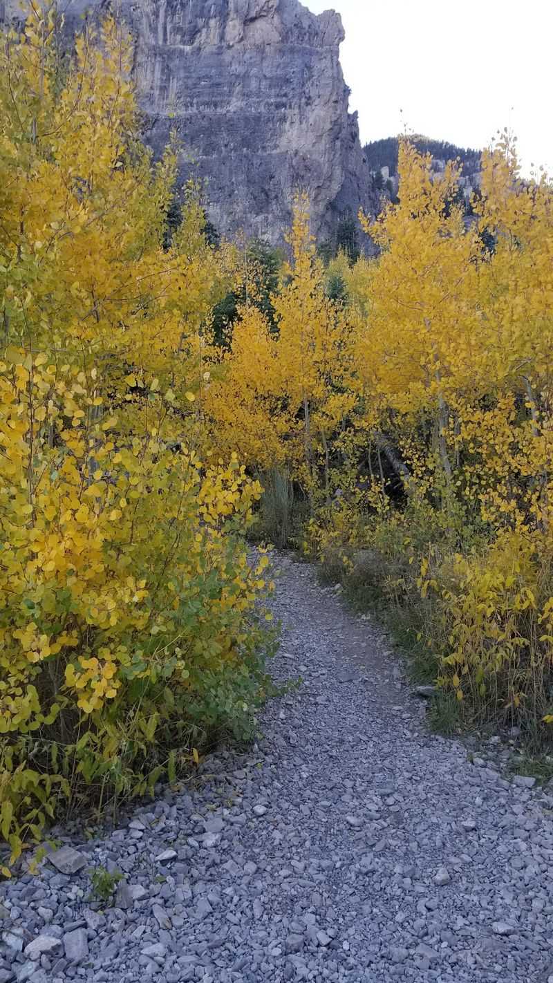 Aspen Groves That Glow Like Lanterns