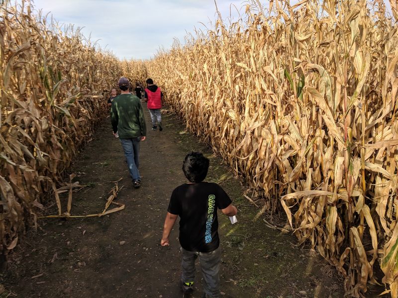 The Corn Maze That Keeps You Guessing