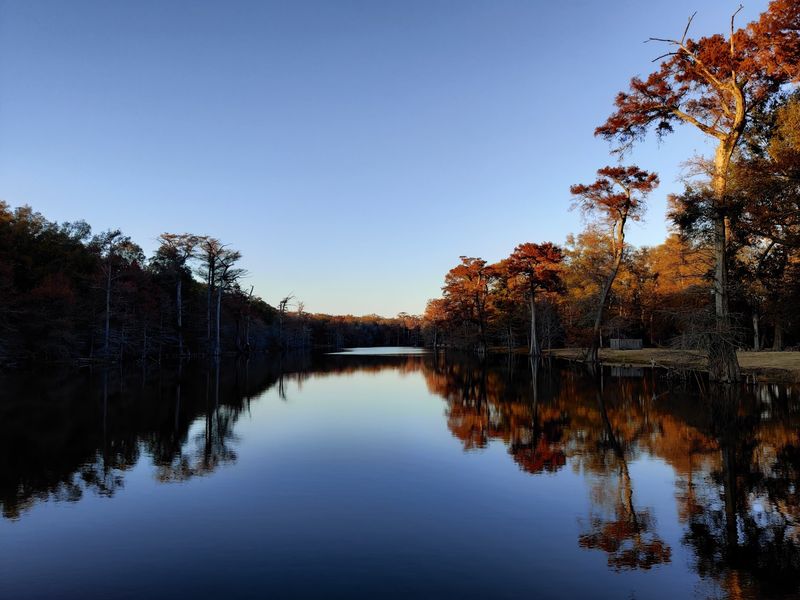 Meet Alligator Lake At Leroy Percy State Park