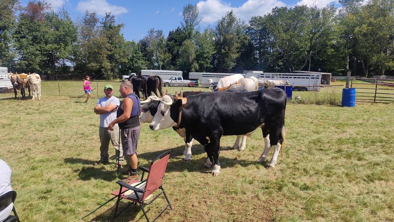 Livestock Shows To Love