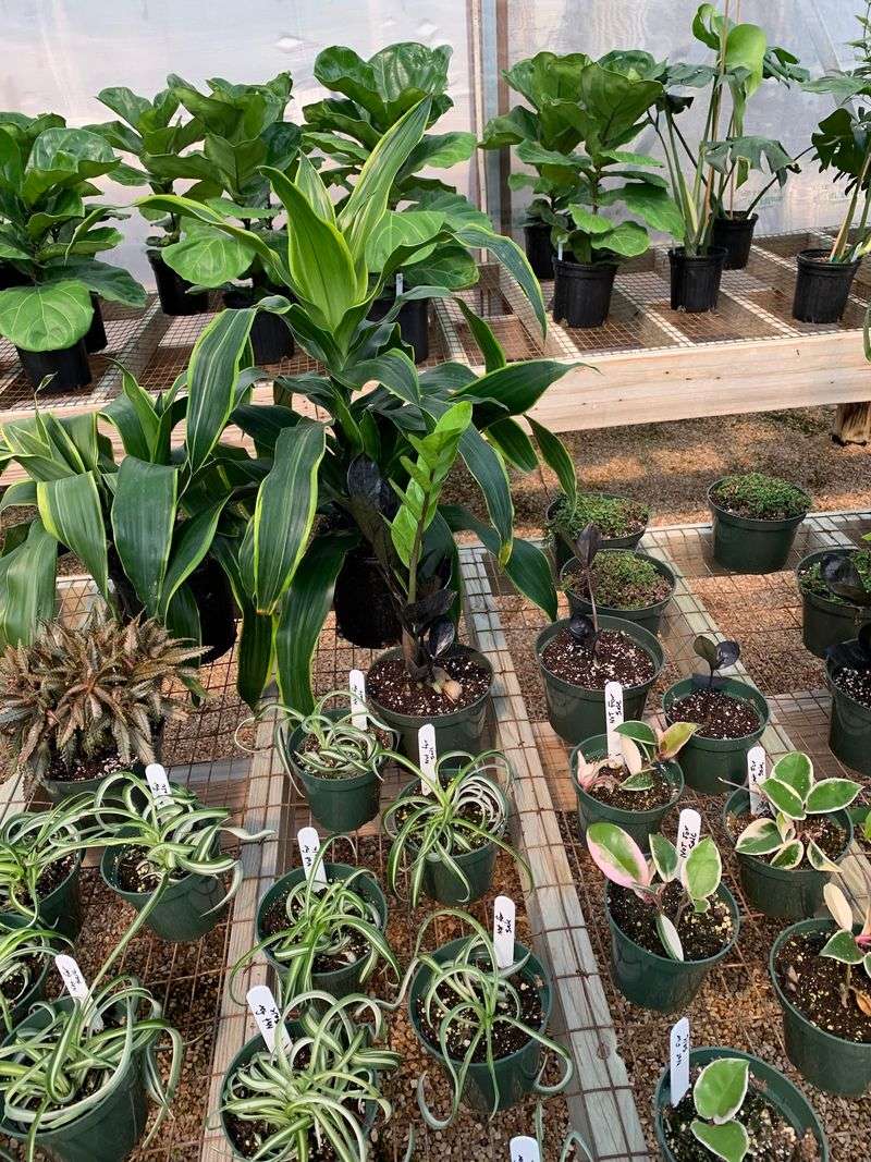 North Mississippi's Biggest Houseplant Lineup