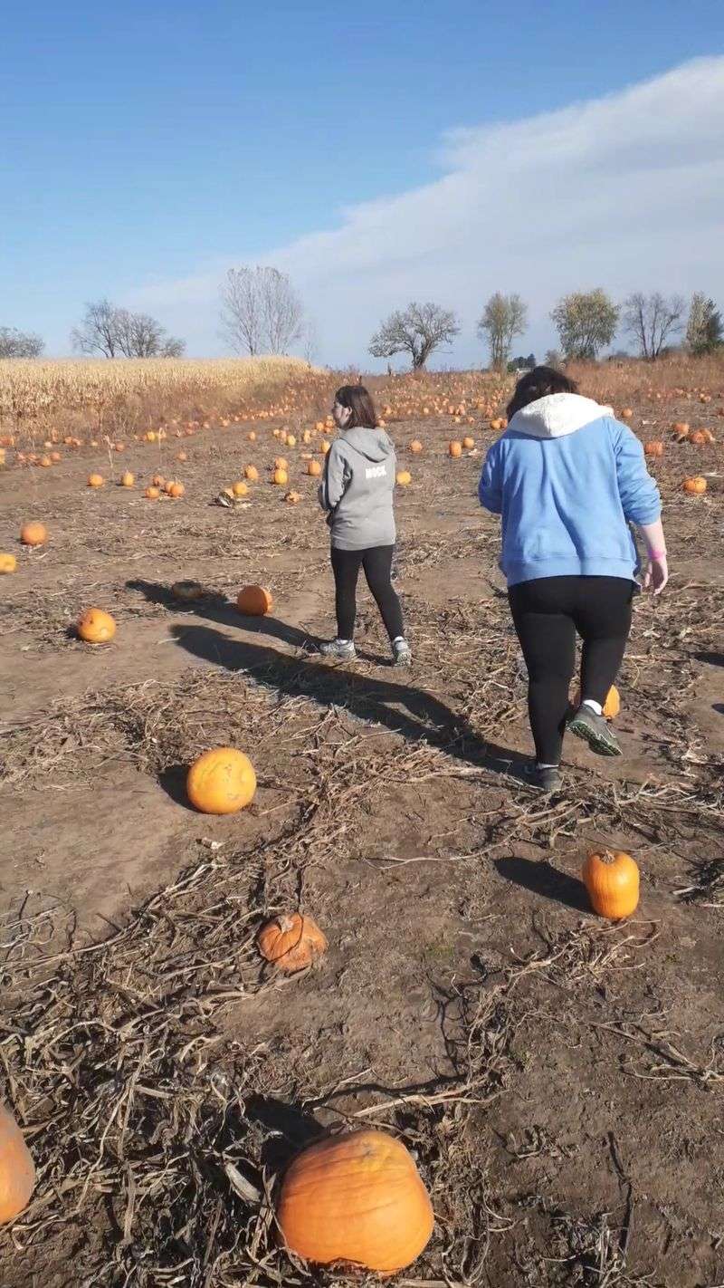 Picking Your Own Pumpkin Straight From The Field