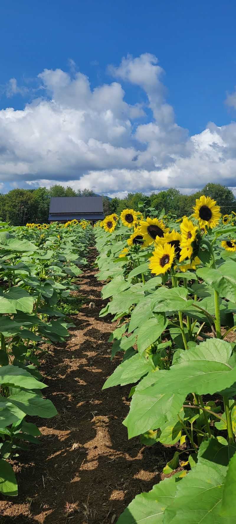 Meadowbrook Farm Catskills And Why Everyone Is Talking About It