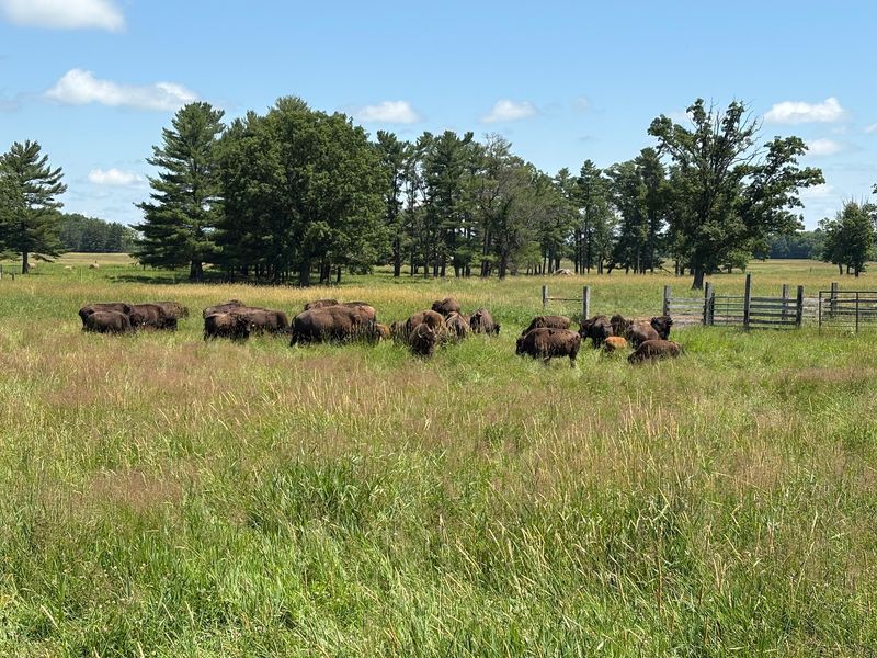 The Rich History Of Bison In America You Will Actually Learn Here
