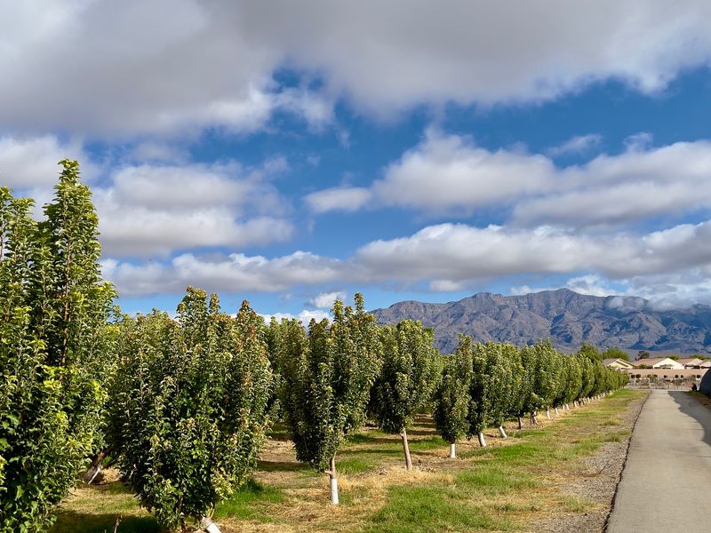 Sixty Acres Of Green In The Middle Of The Mojave