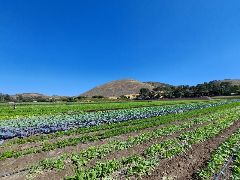 Pick Your Own Fields That Change Weekly