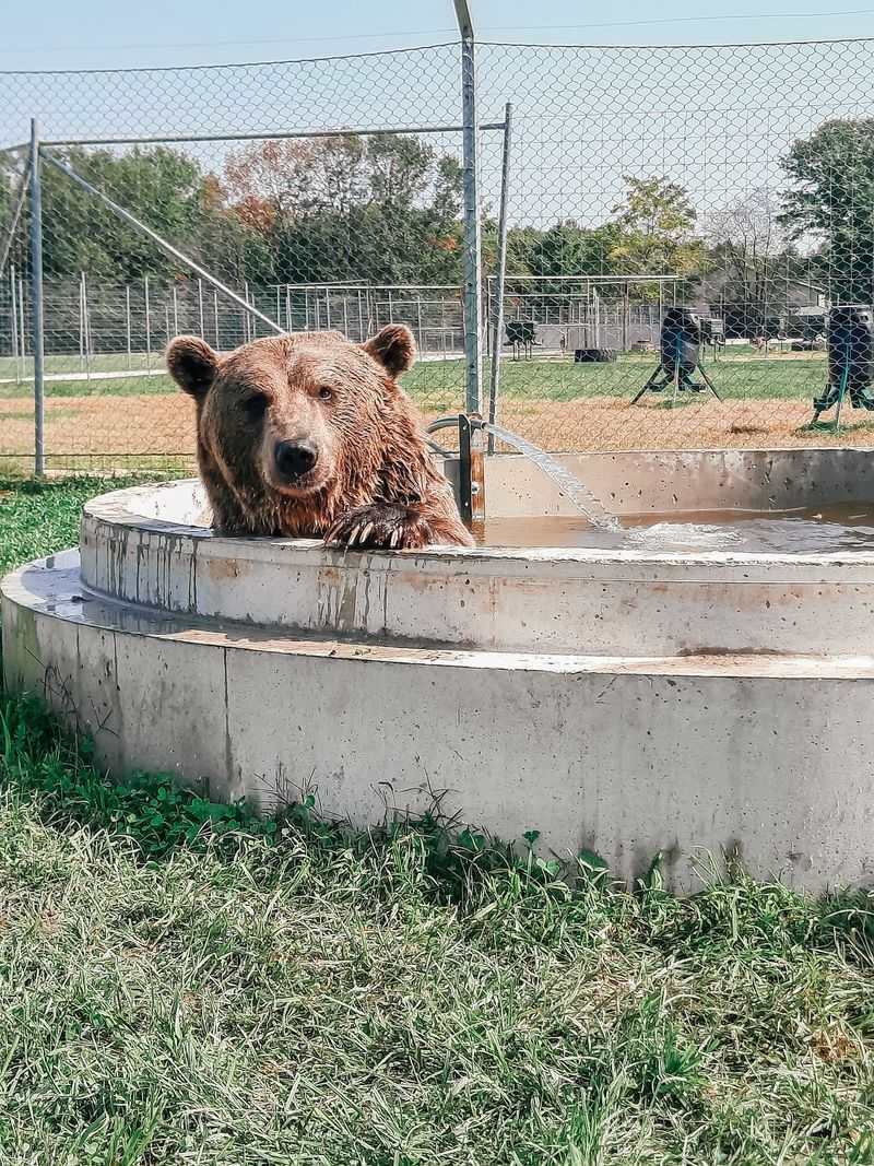 The Bear Enclosure Adds A Thrill With The Windows Closed