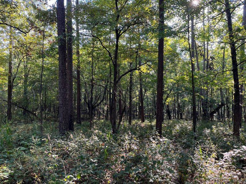 Meet The William Faulkner Scenic Byway