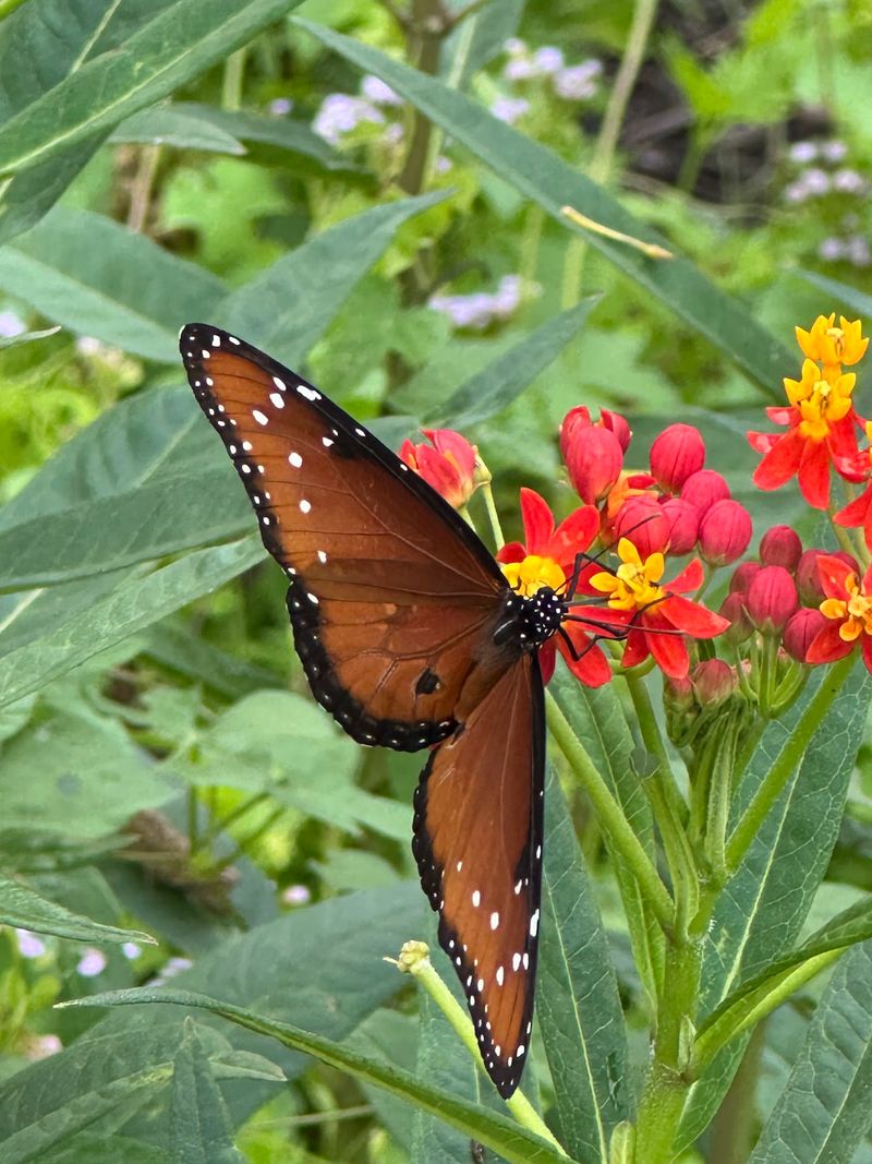 Butterflies Steal The Show Here