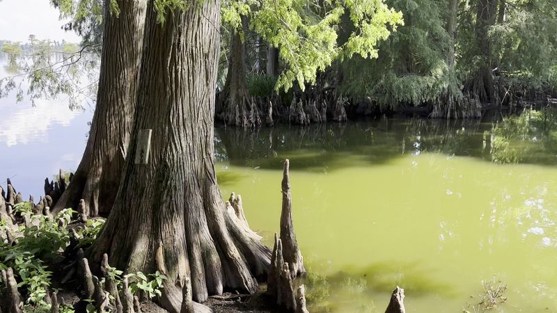 Cypress Knees, Stumps, And The Perfect Snake Apartment Complex