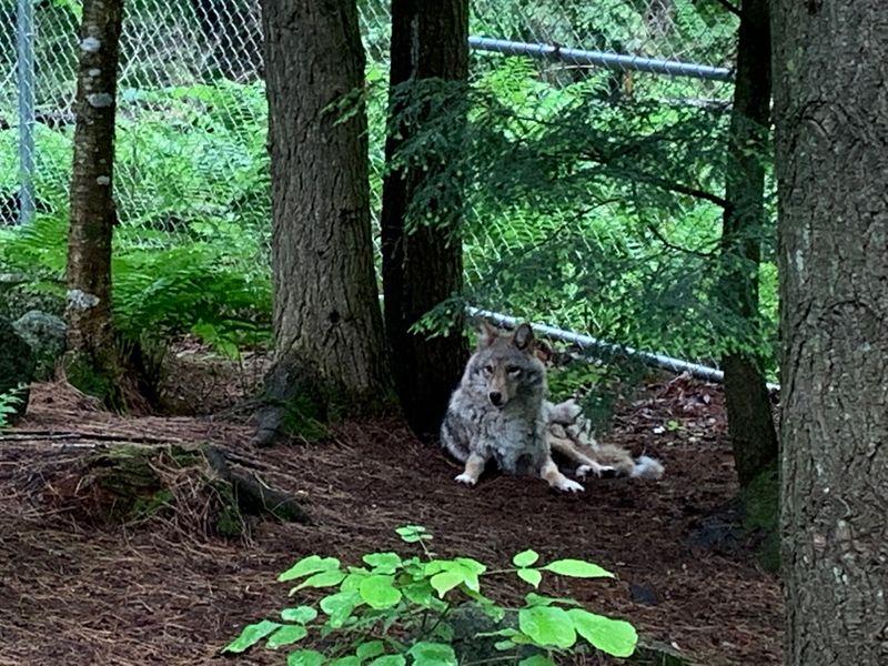 Mountain Lions That Steal The Show