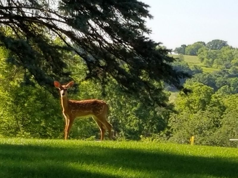 Wildlife Watching Without The Long Wait