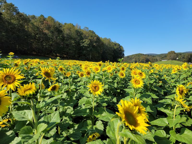 Nearly A Million Blooms In One Place