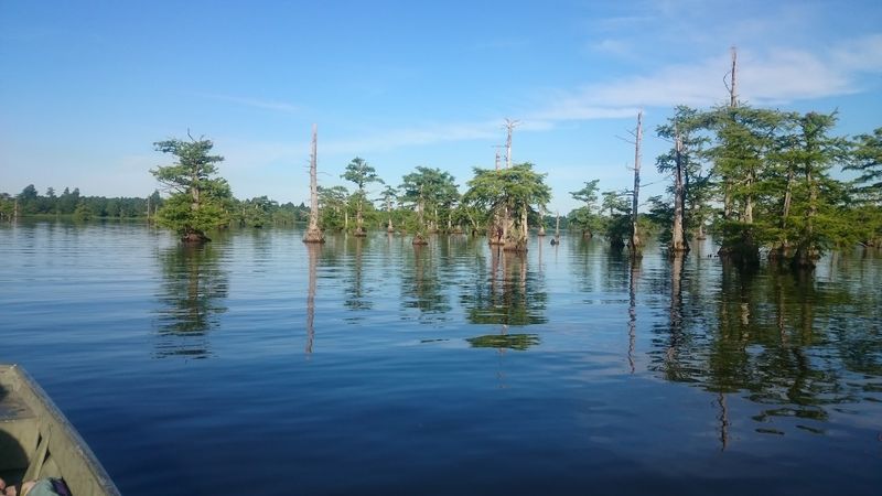 Reelfoot Lake And Its Bald Eagle Reputation