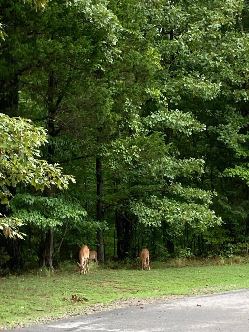 Deer At Dusk And Birds All Morning